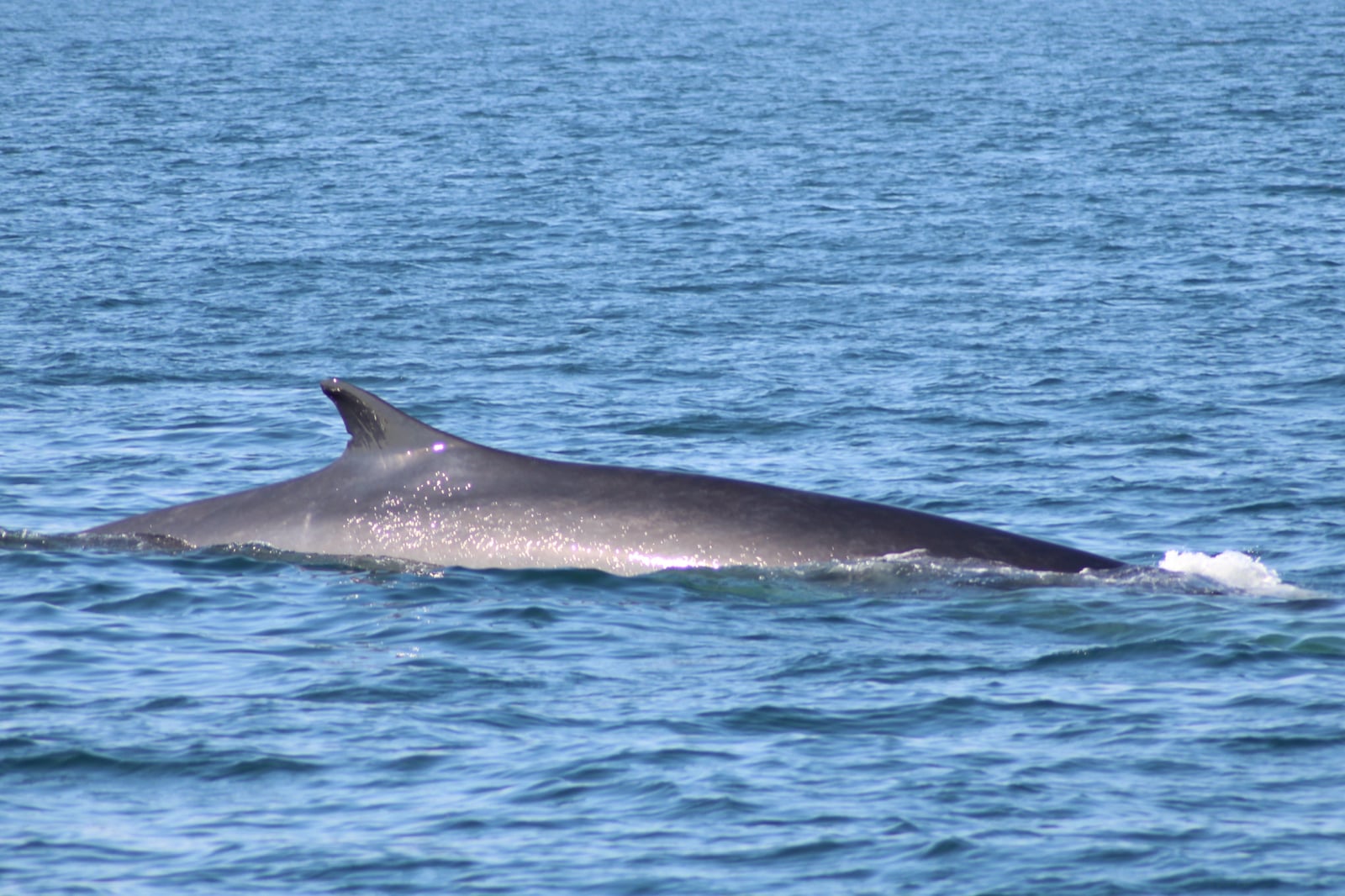 Fin Whale (Balaenoptera physalus)