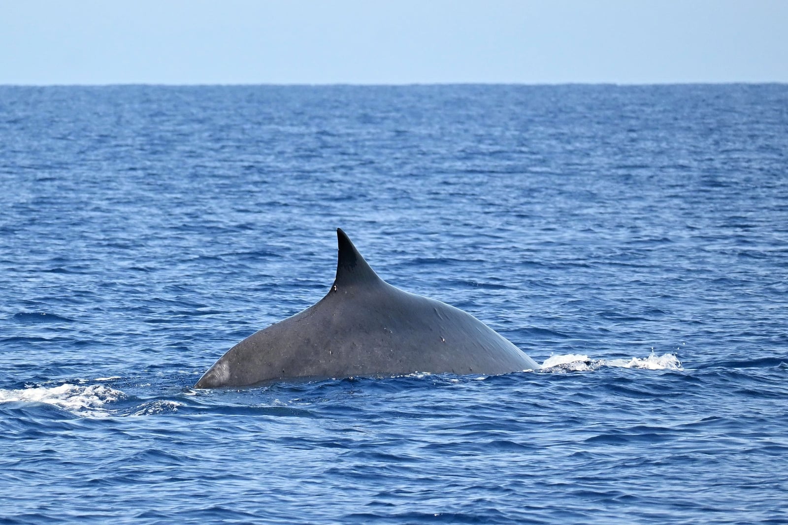 Fin Whale (Balaenoptera physalus)
