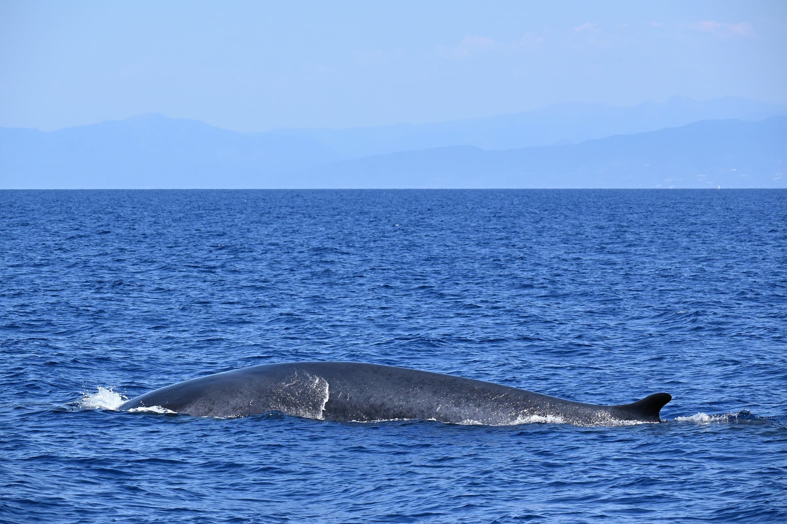 Fin Whale (Balaenoptera physalus)