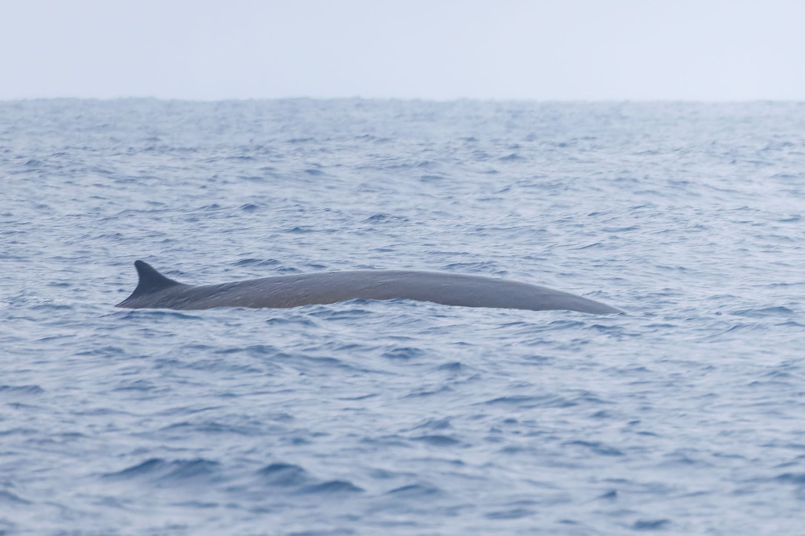 Fin Whale (Balaenoptera physalus)