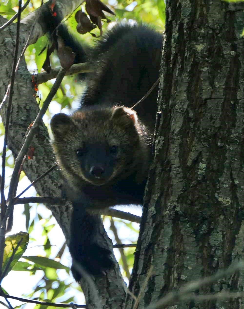 Live fisher clambering head-down on a tree trunk in summer foliage