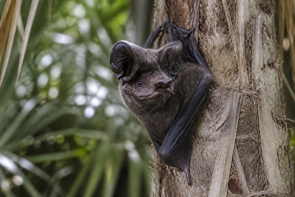AI-generated image: Florida bonneted bat roosting on a palm trunk, huge forward-joined ears visible. No public-domain photograph of this species exists. This image was generated with AI from verified reference material and reviewed by our editorial team for accuracy
