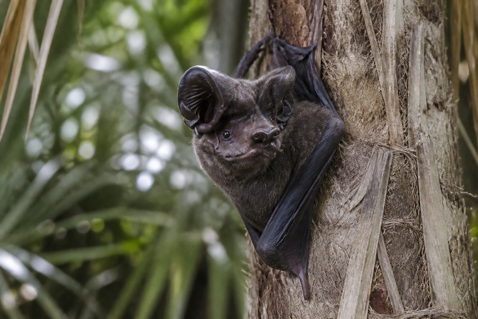 AI-generated image: Florida bonneted bat roosting on a palm trunk, huge forward-joined ears visible. No public-domain photograph of this species exists. This image was generated with AI from verified reference material and reviewed by our editorial team for accuracy