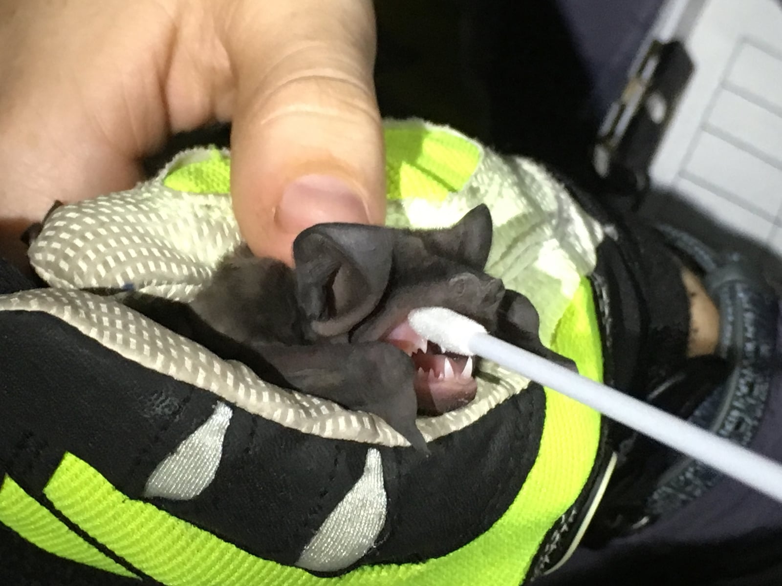 Florida Bonneted Bat (Eumops floridanus)