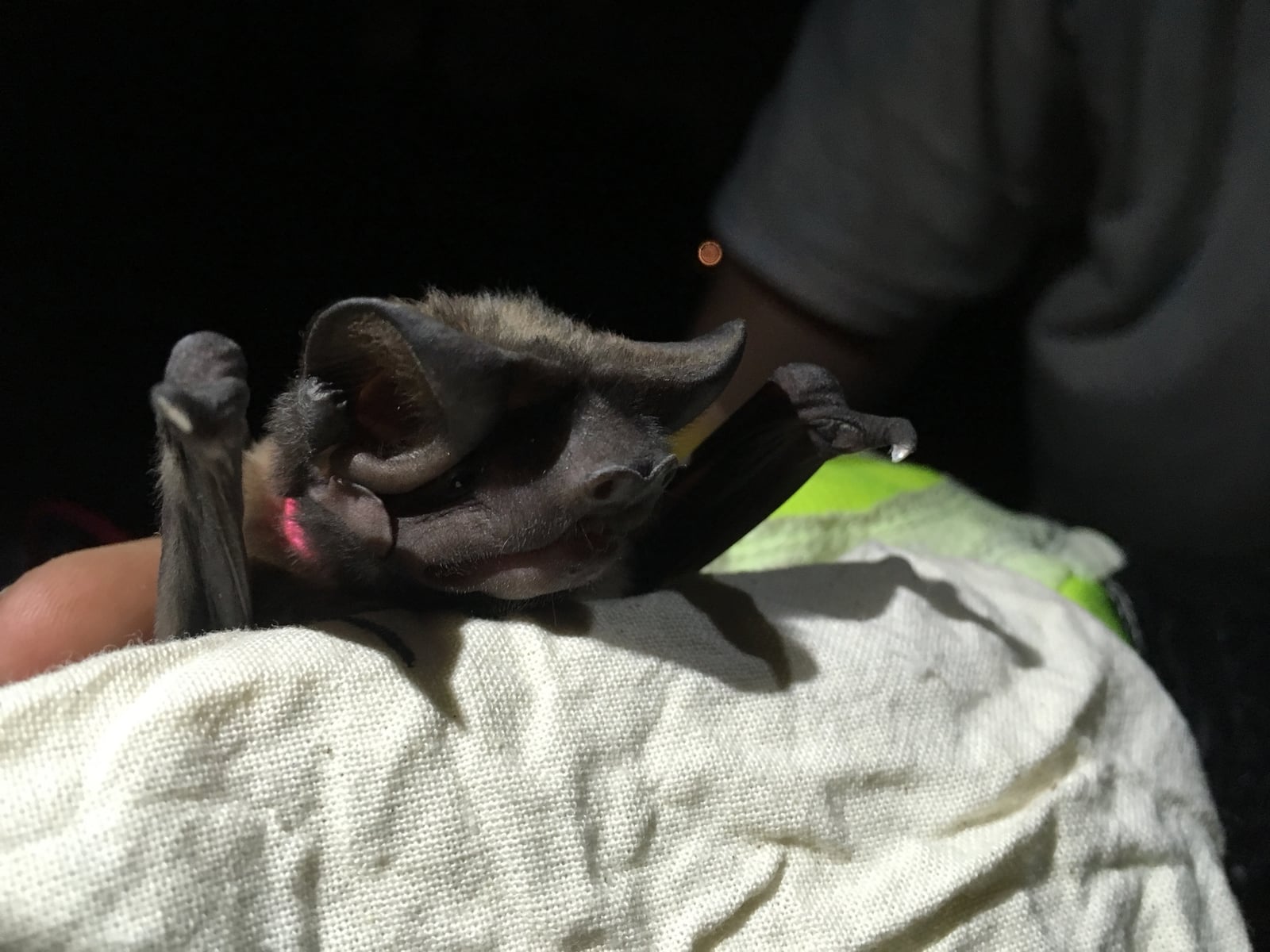 Florida Bonneted Bat (Eumops floridanus)
