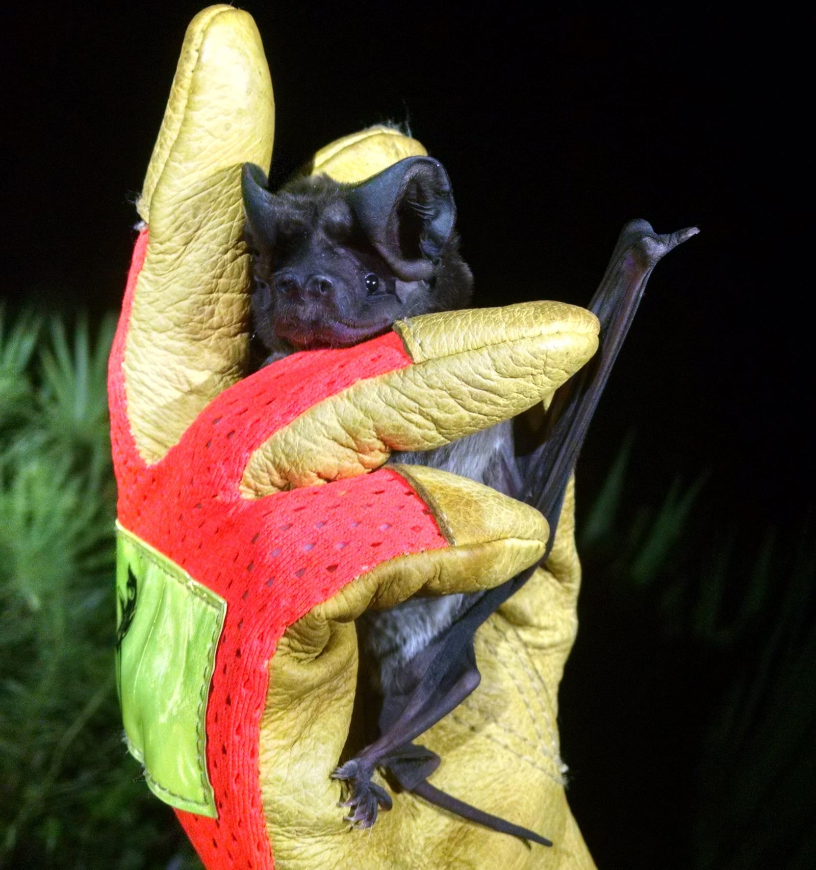Florida bonneted bat (Eumops floridanus)