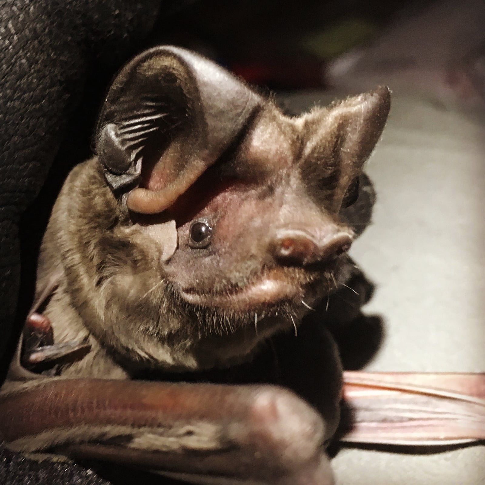 Florida bonneted bat face close-up showing its large, forward-curled ears joined at the base