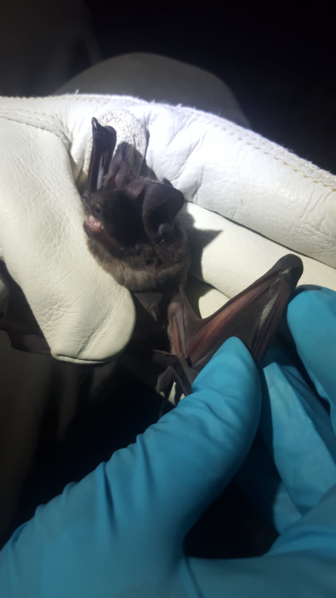 Florida bonneted bat clinging to a researcher's glove during a nighttime capture survey