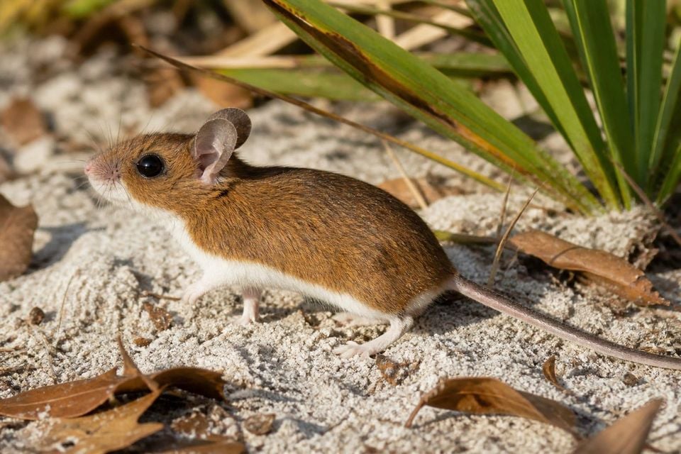 AI-generated image: Florida mouse standing alert on white scrub sand beside palmetto fronds. No public-domain photograph of this species exists. This image was generated with AI from verified reference material and reviewed by our editorial team for accuracy