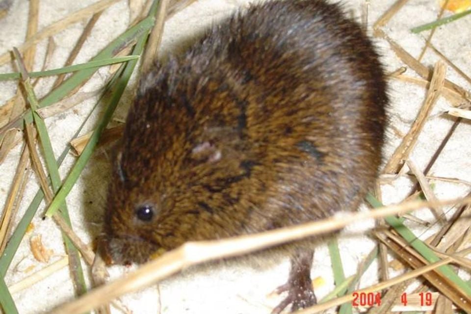 Saltmarsh-Vole1