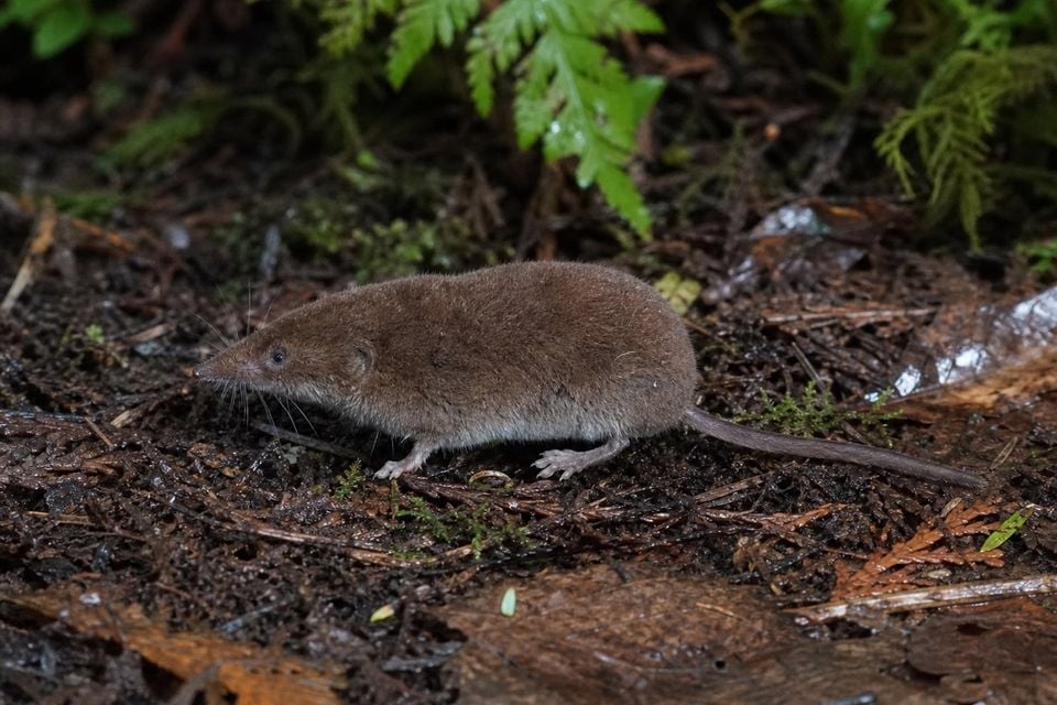 AI-generated image: Fog shrew in side profile on damp forest floor with ferns. No public-domain photograph of this species exists. This image was generated with AI from verified reference material and reviewed by our editorial team for accuracy
