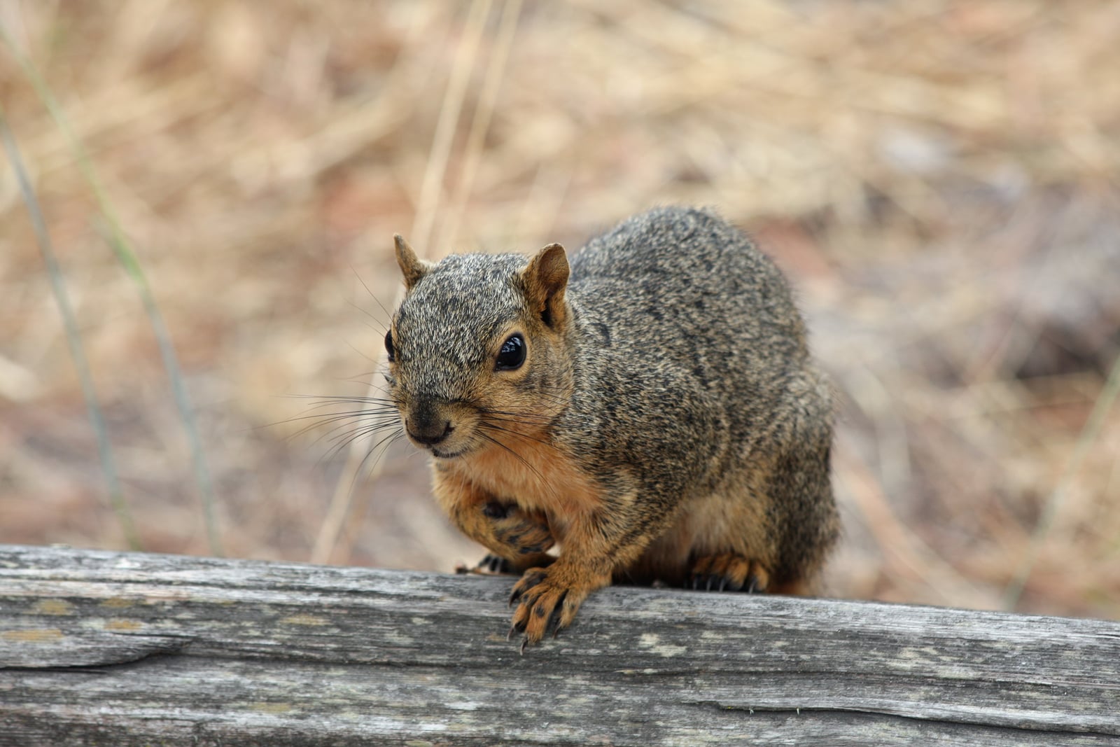 Sciurus niger