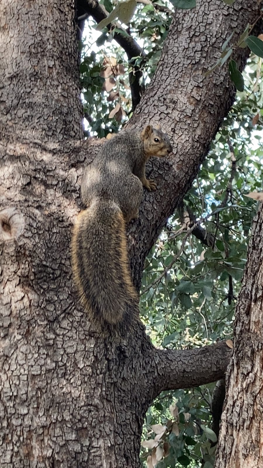 Fox Squirrel On Tree