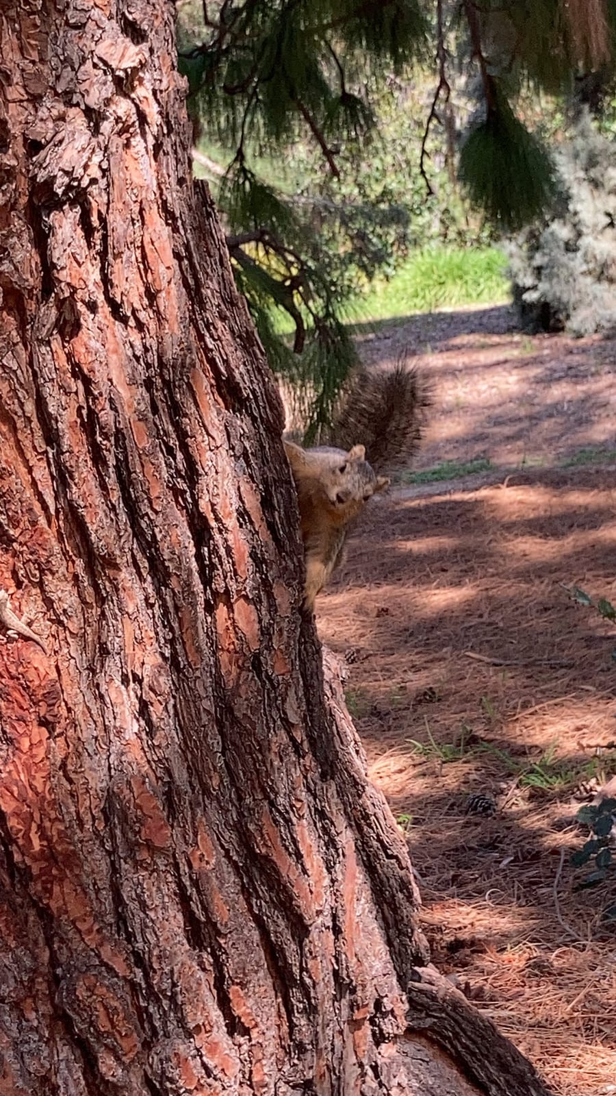 Fox Squirrel Behind Tree Looking