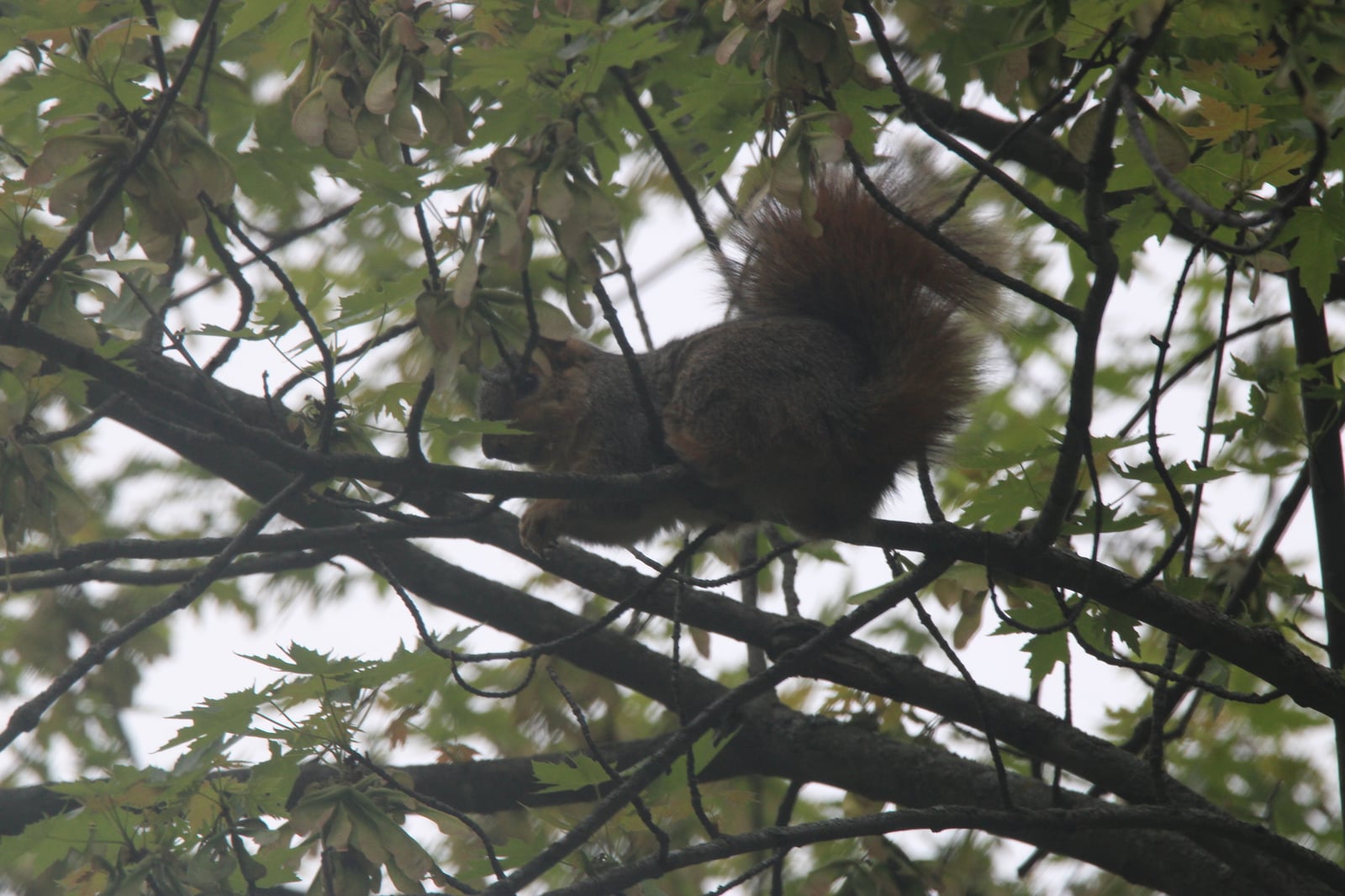 Eastern Fox Squirrel (Sciurus niger)