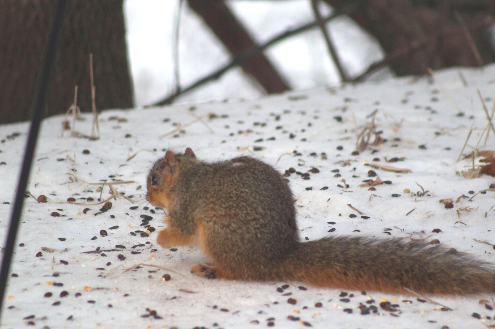 Eastern Fox Squirrel (Sciurus niger)