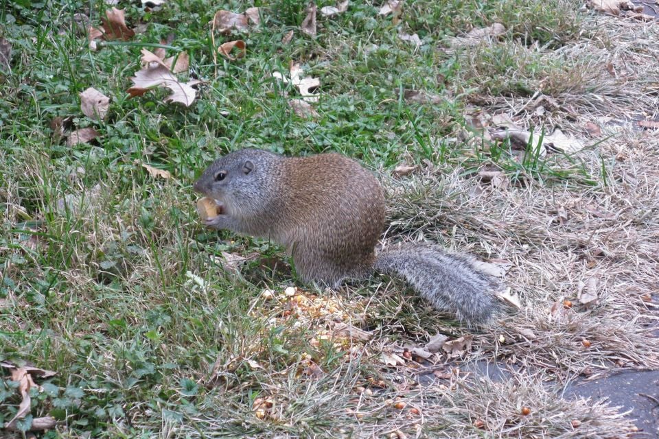Franklin's Ground Squirrel in Nebraska