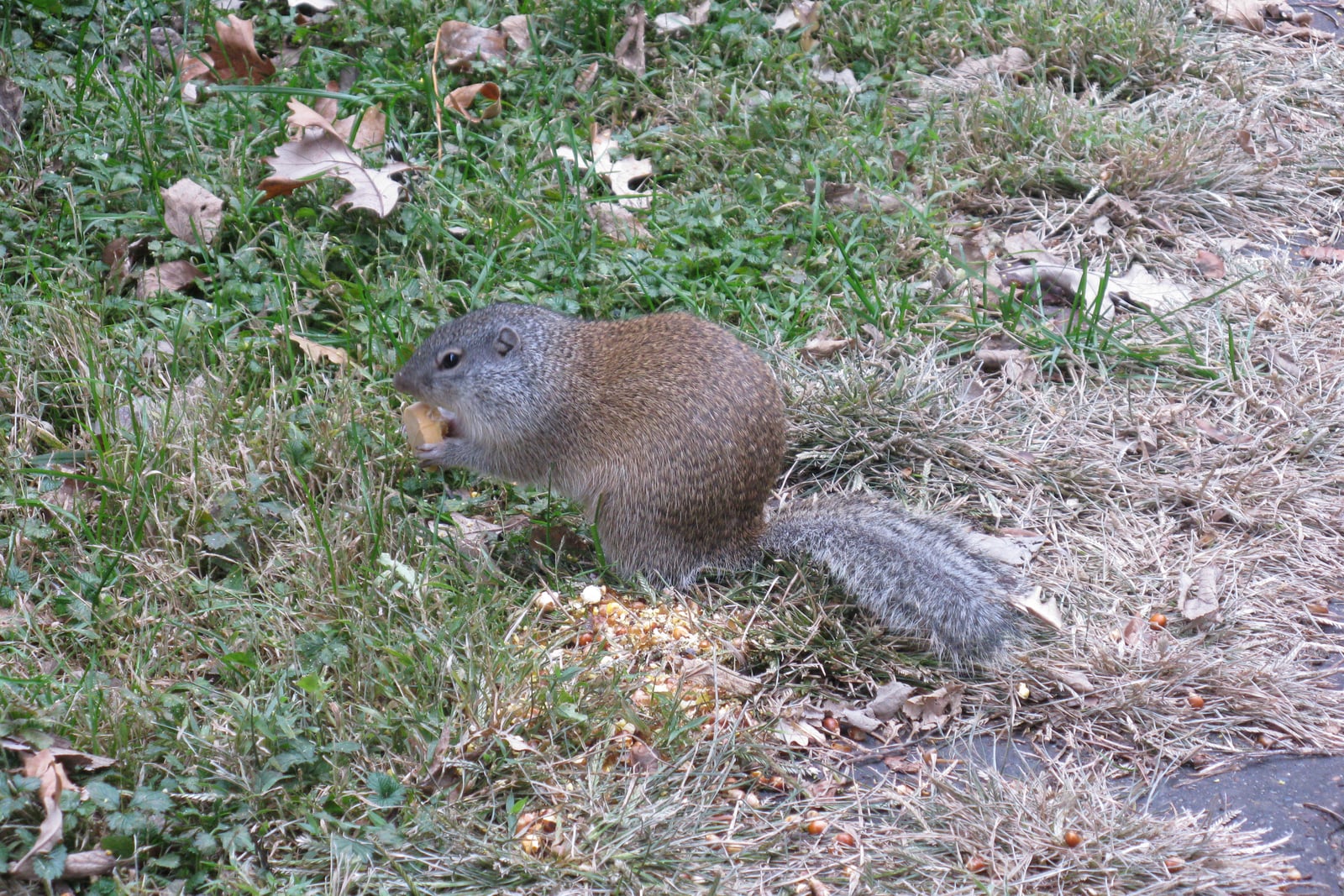 Franklin's Ground Squirrel in Nebraska