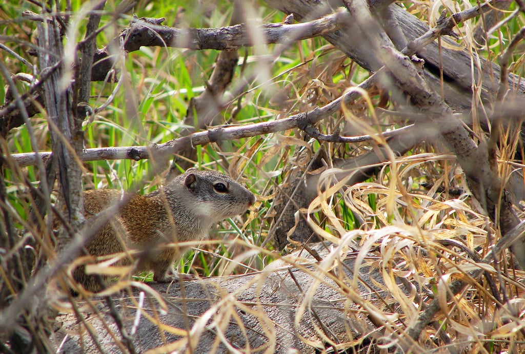 Flickr - Furryscaly - Franklin's Ground Squirrel