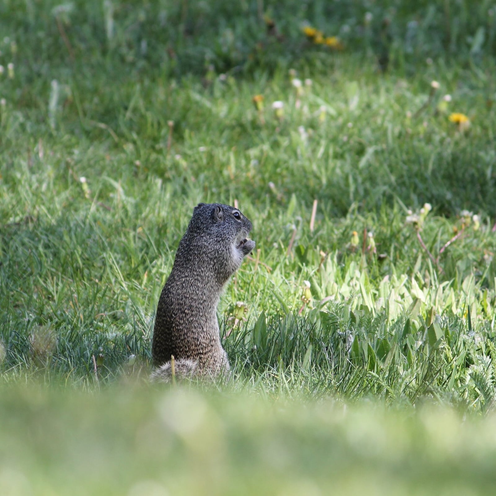 Franklin's Ground Squirrel (Poliocitellus franklinii)