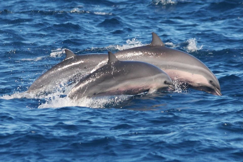 Three Fraser's dolphins porpoising together through open ocean water