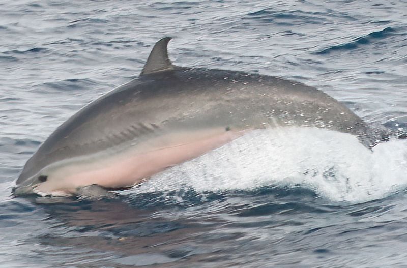Live Fraser's dolphin porpoising at the surface, pale belly flashing