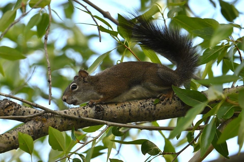 Fremont's Squirrel in natural habitat