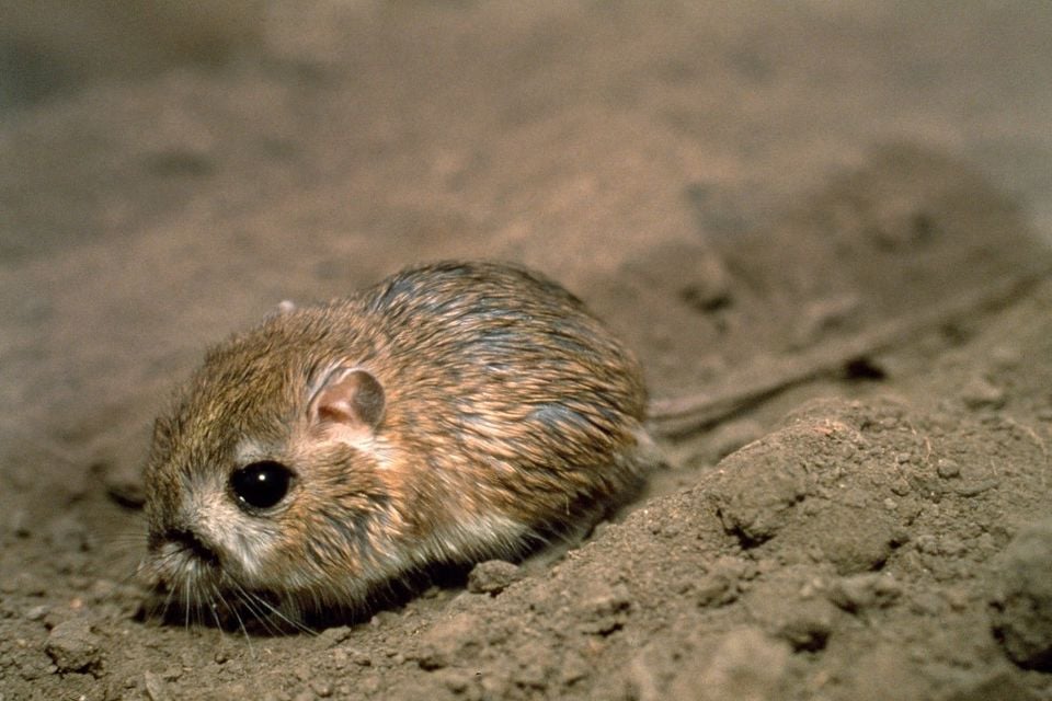 Tipton kangaroo rat 8046-5 1991