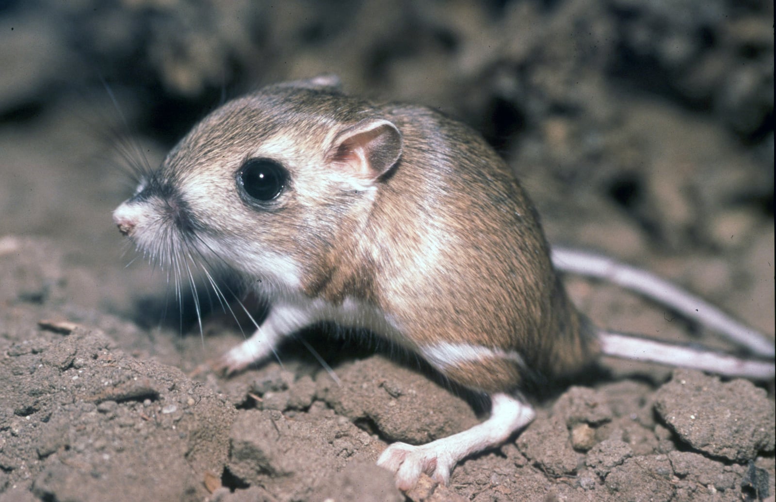 TiptonKangarooRat