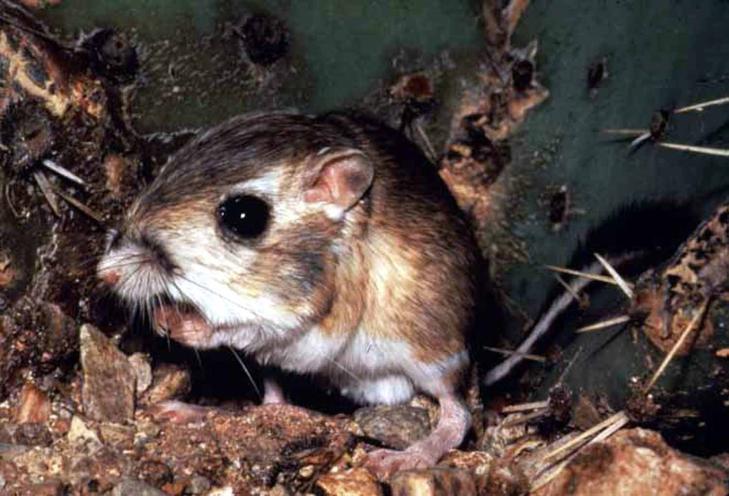 Dipodomys nitratoides