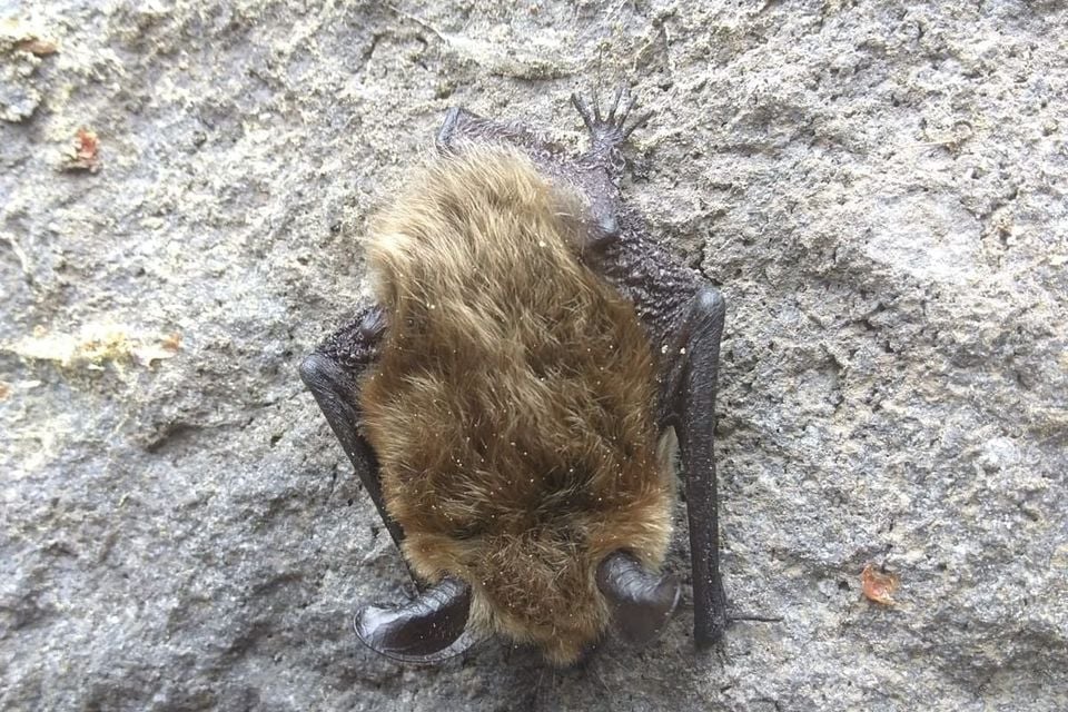 Fringed Myotis (Myotis thysanodes)