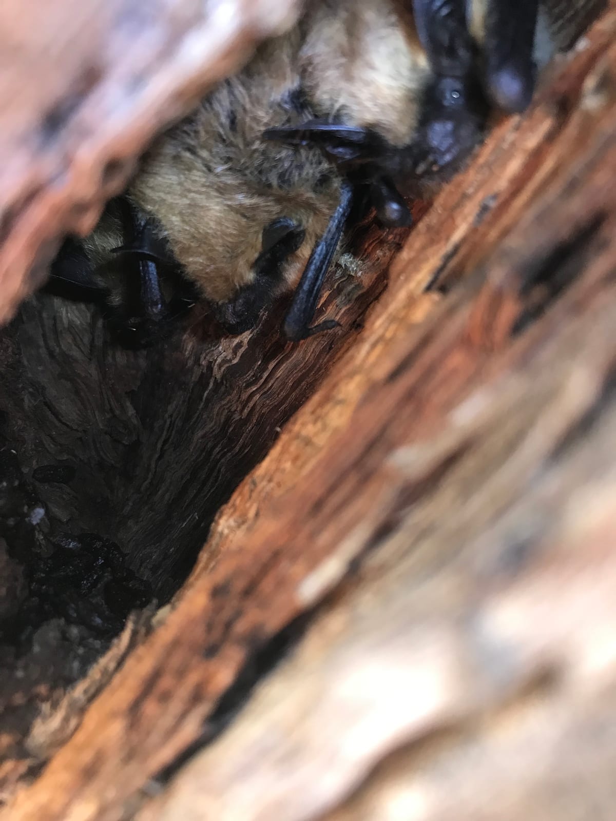Fringed Myotis (Myotis thysanodes)