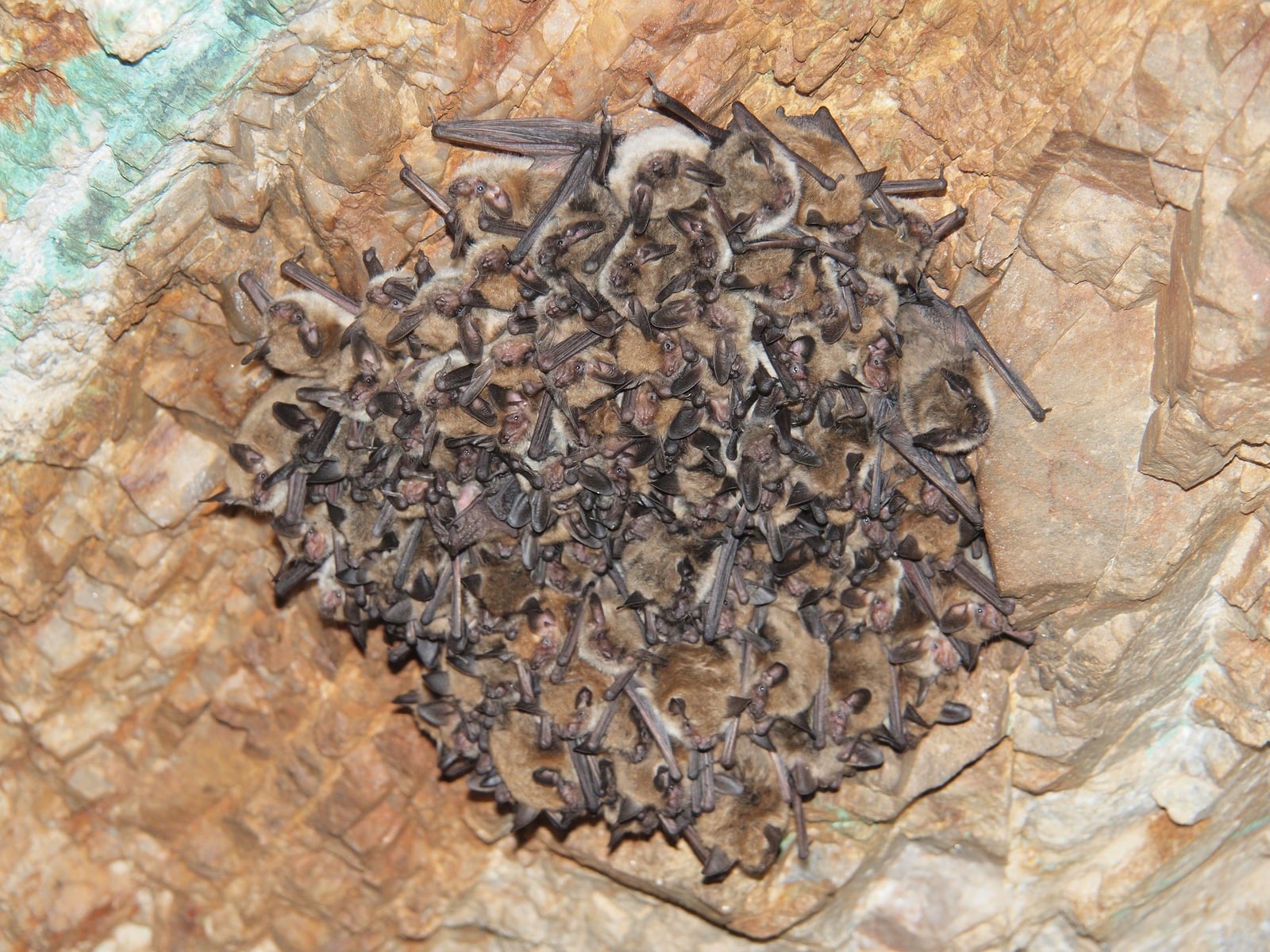Cluster of fringed myotis bats roosting on a cave ceiling