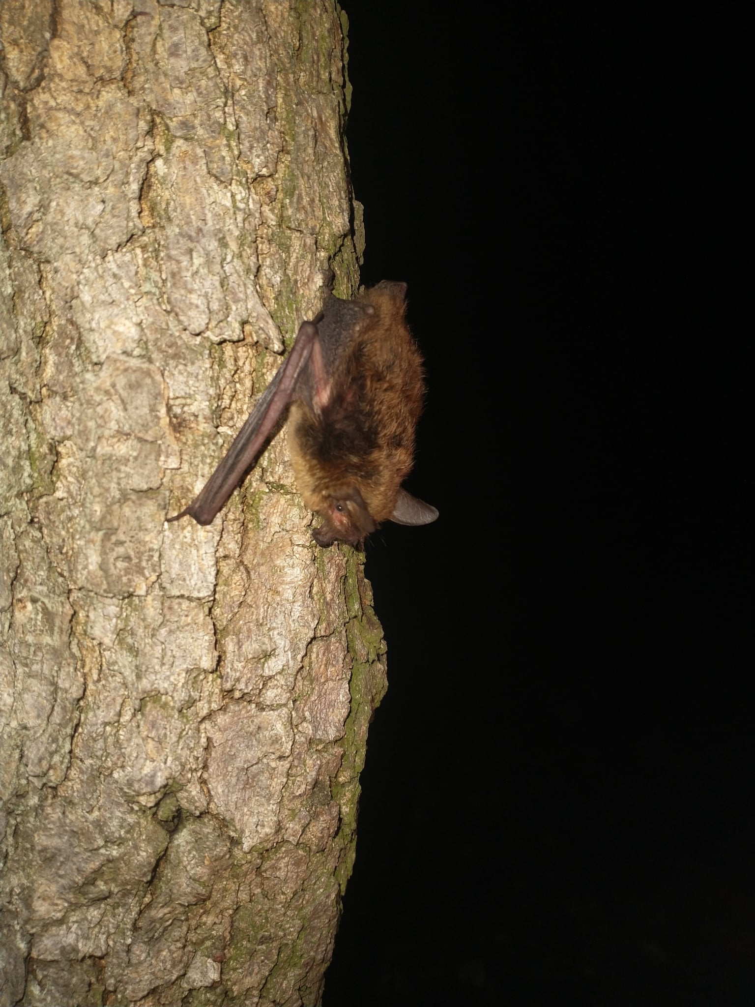 Fringed myotis clinging to tree bark at night