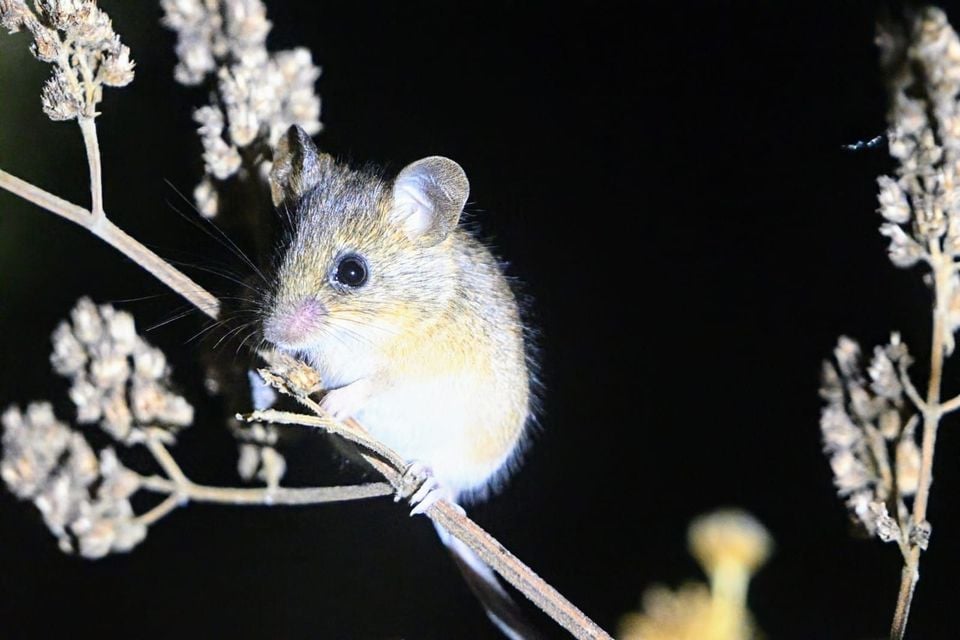 Fulvous harvest mouse climbing through dry seed heads at night