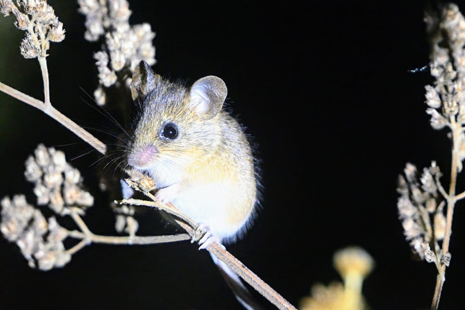Fulvous harvest mouse climbing through dry seed heads at night