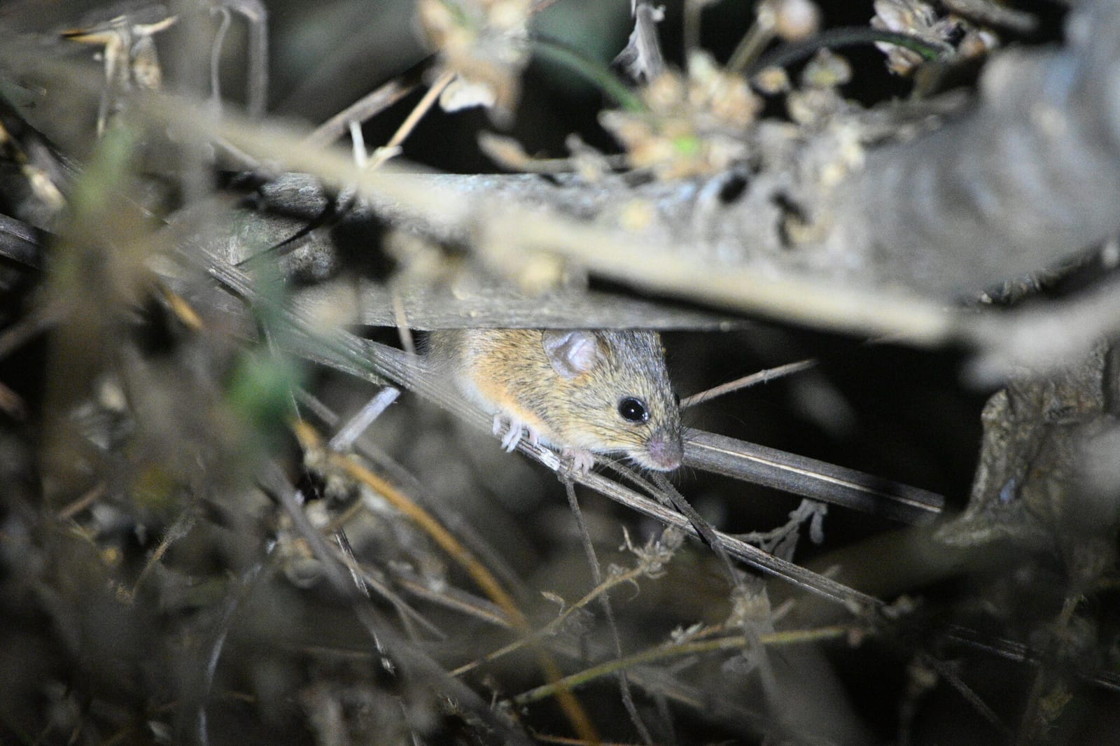 Fulvous harvest mouse partly hidden in dry brush