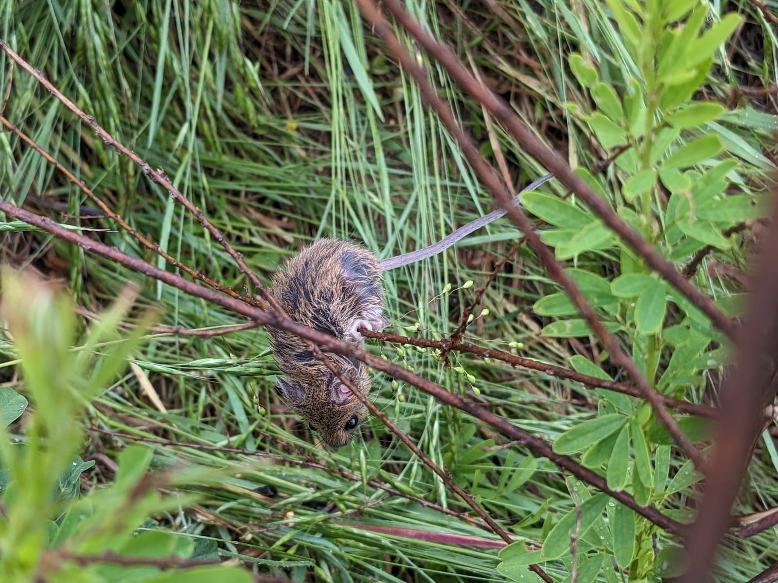 Fulvous harvest mouse moving through wet grass and low shrubs
