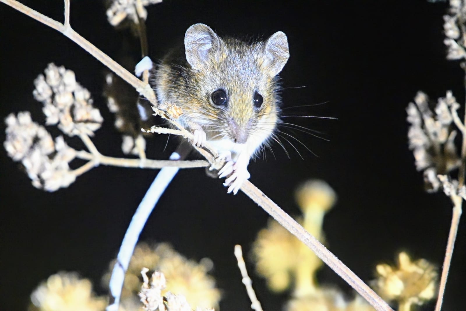 Fulvous harvest mouse gripping a dry plant stem