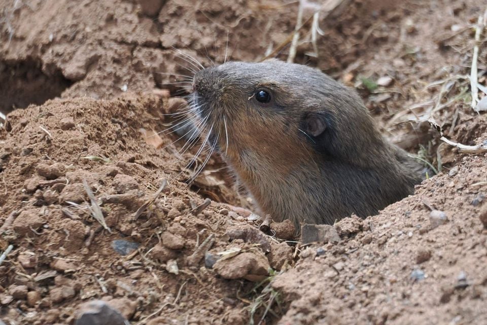 Fulvous Pocket Gopher (Megascapheus fulvus)