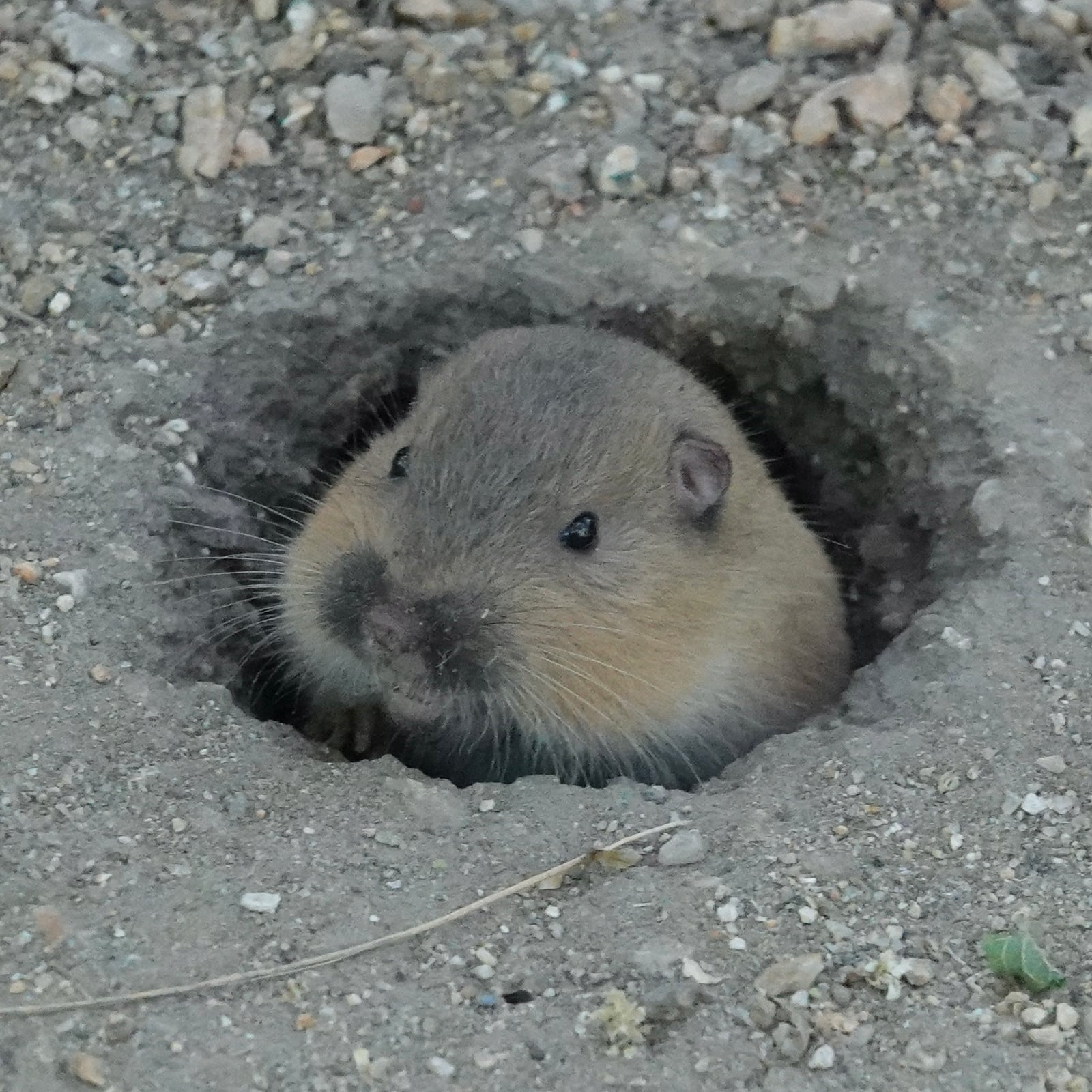 Megascapheus fulvus