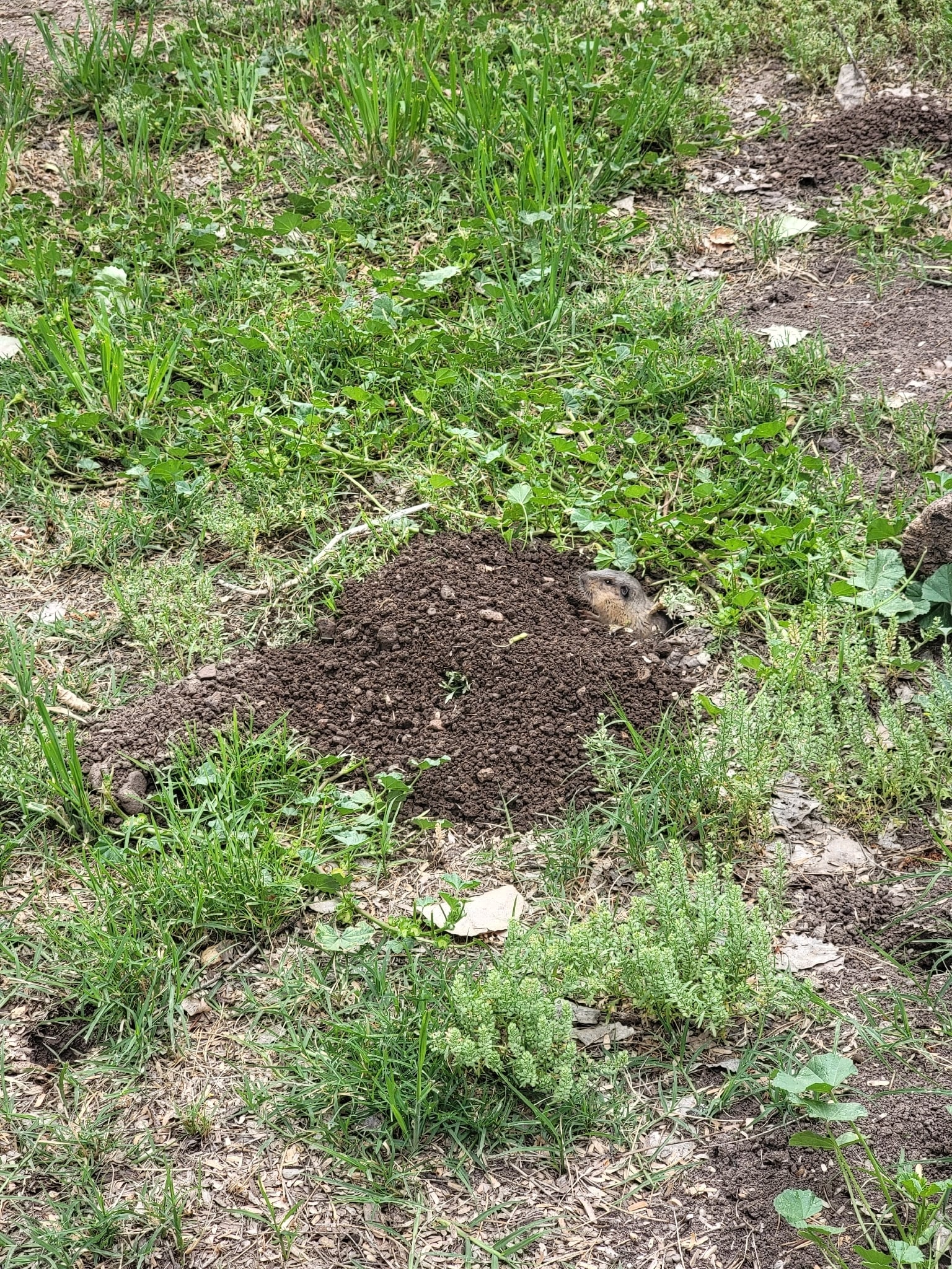 Fulvous Pocket Gopher (Megascapheus fulvus)