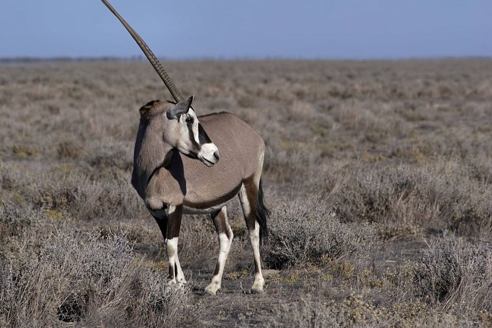 Oryx gazella (Gemsbok)