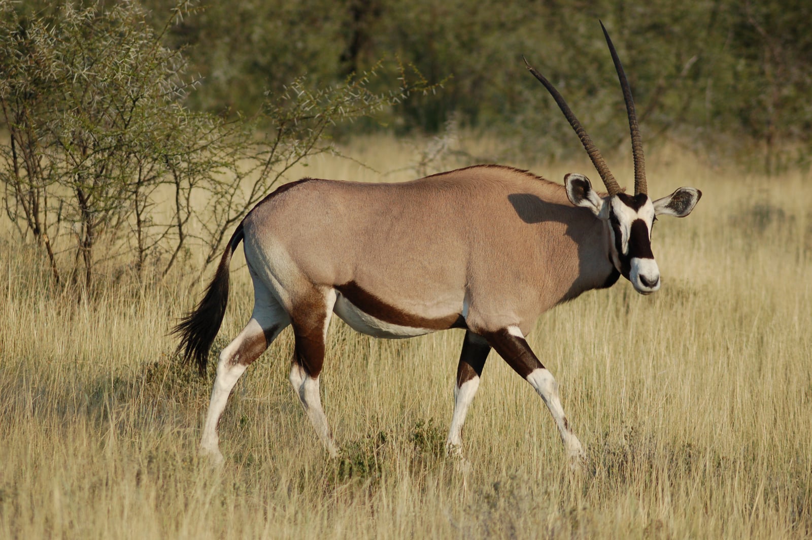 Oryx gazella -Etosha National Park, Namibia-8