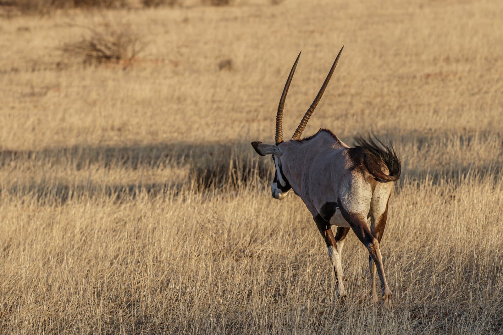 Gemsbok (Oryx gazella)