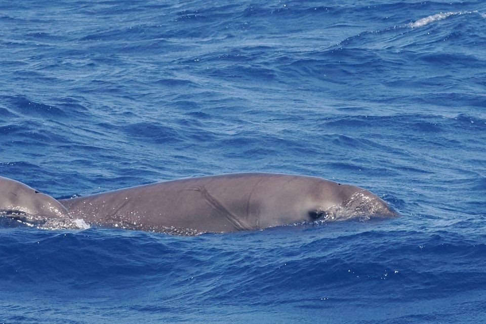 Gervais' beaked whale (Mesoplodon europaeus)