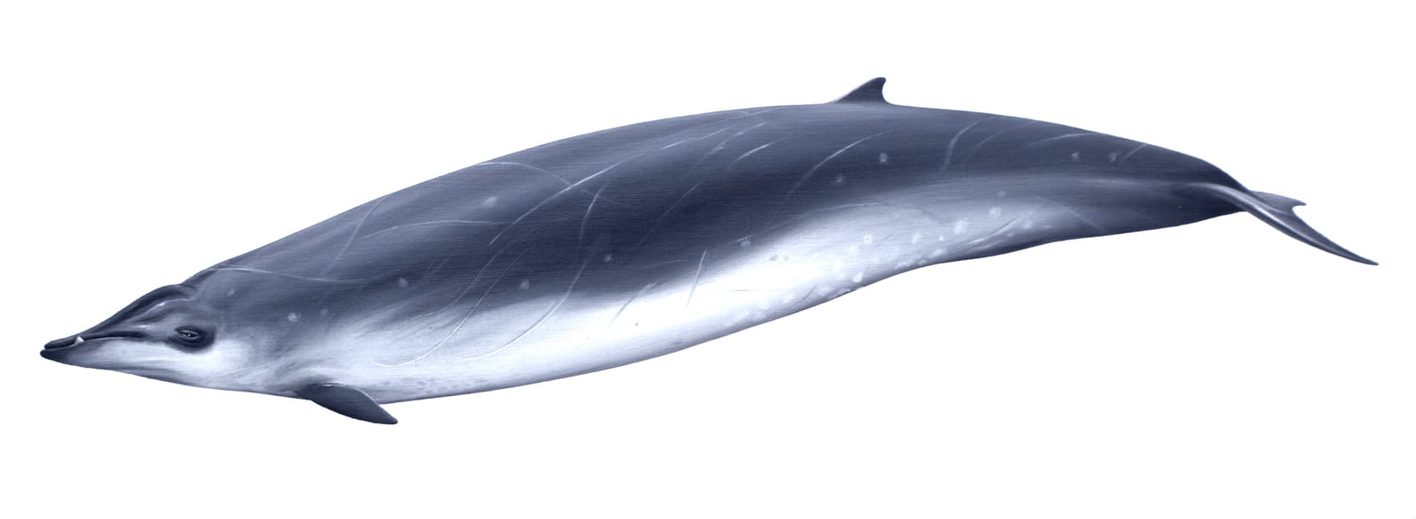 Illustration: Gervais' beaked whale, digital painting of a scarred adult in profile