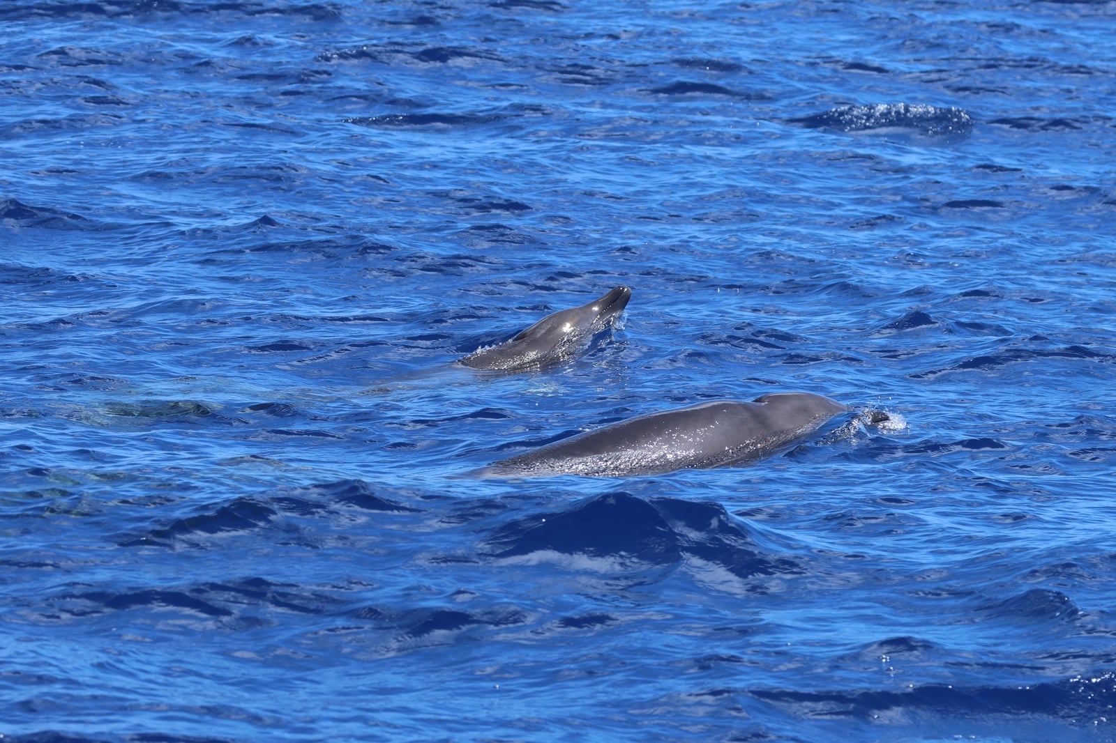Gervais' beaked whale surfacing with its beak above the waterline