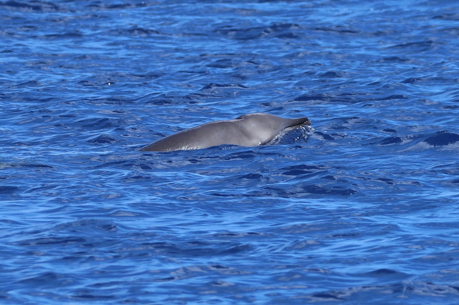 Gervais' beaked whale back and small dorsal fin at the surface