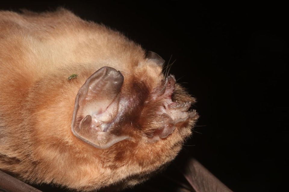 Extreme close-up of a ghost-faced bat clinging upside down, showing its fused wrinkled ear rims and folded muzzle skin